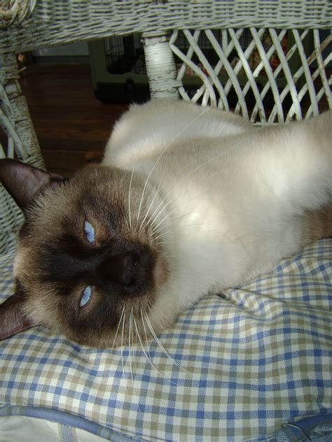 Well, you can get maine coon mixes. Pin by StormHaven Siamese on StormHaven Studs | Siamese ...