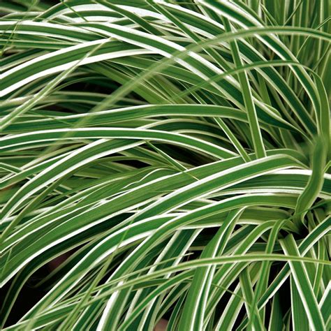 See more ideas about agapanthus, plants, planting flowers. Carex Everest | J Parker Dutch Bulbs in 2020 | Plant ...