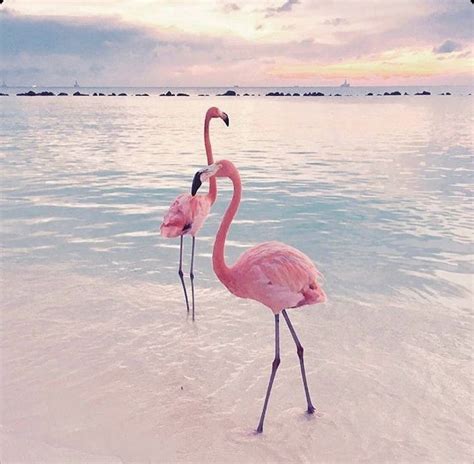 Pour Le Plaisir Des Yeux Flamingo Pictures Flamingo Flamingo Art