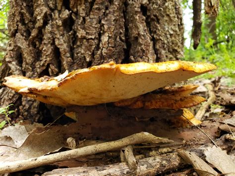 Possible Gymnopilus Species In Nebraska Help Id Mushroom Hunting