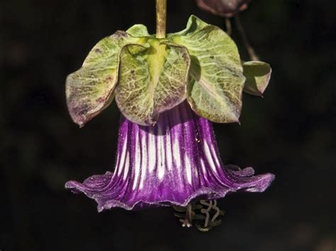 Many gardeners combine their purple flowers with different shades of purple or there are several types of trees with purple flowers, and they all possess a regal beauty typical of their color. PURPLE HANGING FLOWERS