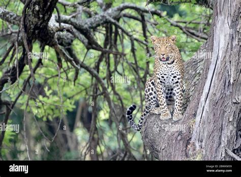 Leopard Panthera Pardus Sitting In Tree Looking At Camera Serengeti