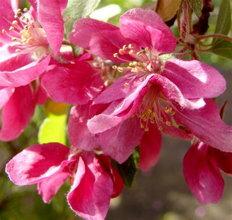 2017 Pink Crabapple Tree In Bloom Don Tai Canada Blog