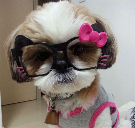 Top 35 Female Shih Tzu Dog Names Shih Tzu Pinterest