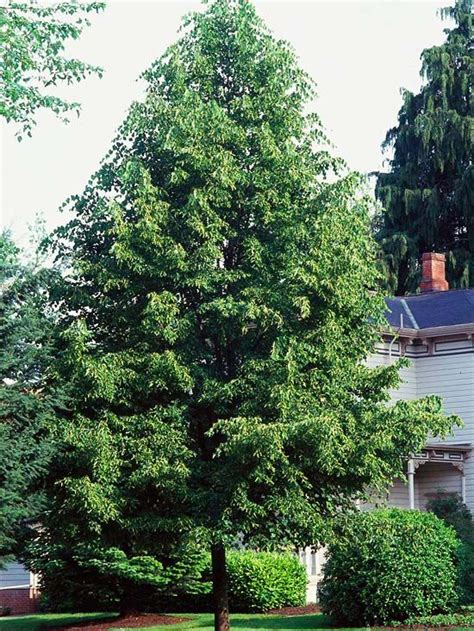 How To Select The Best Trees For Your Yard Trees For