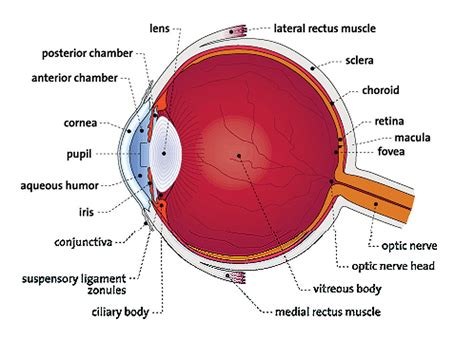 Saland Vision Diagram Of The Eye Dallas