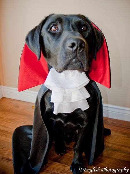 Count Draculab Pet Halloween Costumes Dog Costumes Dog Halloween