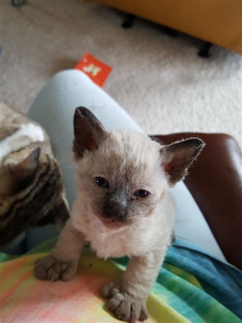 They are liars and fakes. Highland Lynx Cats For Sale | Colorado Springs, CO #244173