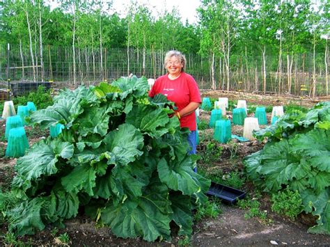 See more ideas about victory garden, garden, growing. Rhubarb: The Pioneers' Pie Plant