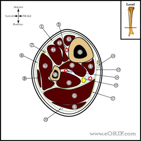 The extrinsic muscles are located in the anterior and lateral compartments of the leg. Leg Cross Sectional Anatomy | eORIF
