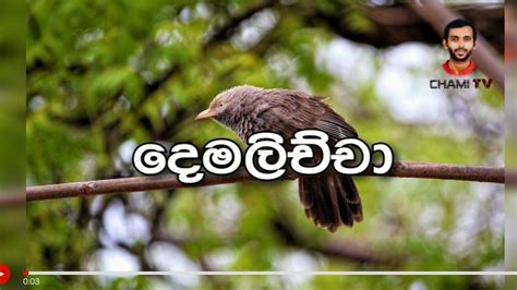 Demalichchayellowbilled Babblersri Lanka Youtube
