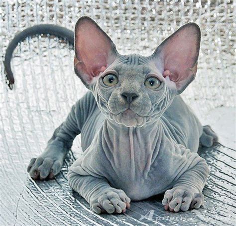 Donskoy Hairless Cat Breeds Pets Lovers