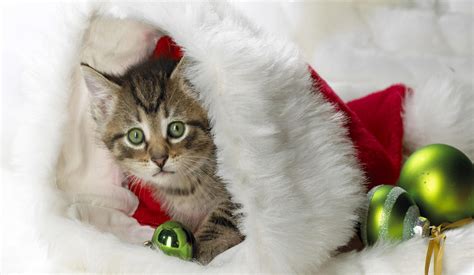 Christmas Wallpaper With Cats 55 Images