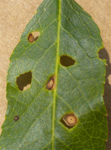 The pathogen that causes shot hole disease is wilsonomyces carpophilus. Herbicide Drift or Fungal Disease? - The Almond Doctor