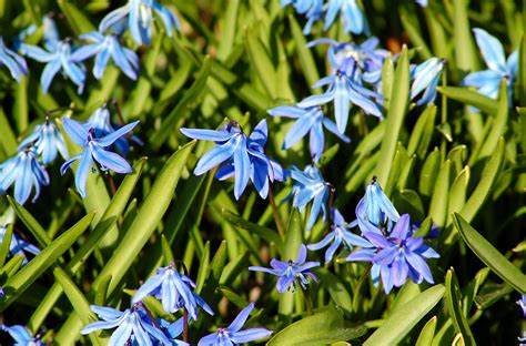 Spring floral easy to grow bulbs plants blue blue flowers foliage anemone flower farm growing. Siberian Squill Bulb Plants Offer Blue Spring Flowers