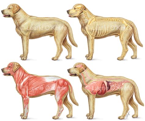 Veterinary - Laurie O'Keefe Illustration