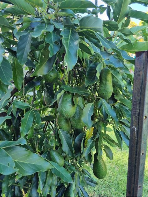 Dwarf Avocado Tree