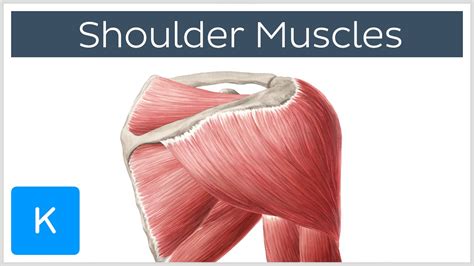 Muscles Of The Shoulder Joint And Girdle Human Anatomy Kenhub Youtube