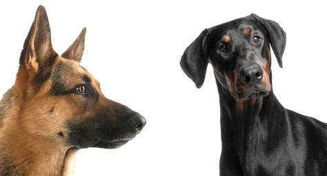 We did not find results for: German Shepherd Doberman Mix - What a Guard Dog