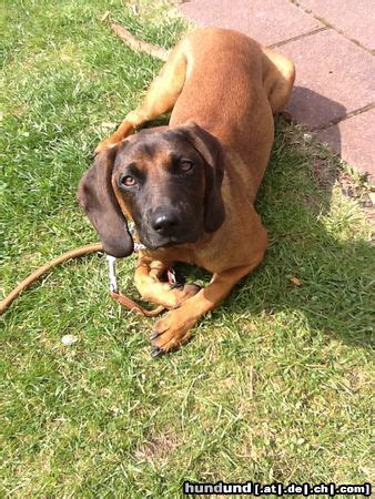 Dies muskulösen, mittelgroßen rassehunde sind etwas länger als hoch und wiegen im. Bayerischer Gebirgsschweisshund, Bayerische Gebirgsbracke ...