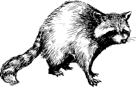 Hand Drawn Raccoon Illustration Of Hand Drawn Raccoon Sponsored