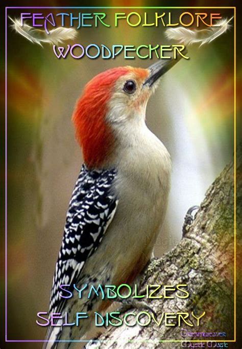 Woodpecker Symbolises Self Discovery Spirit Animal Totem Animal