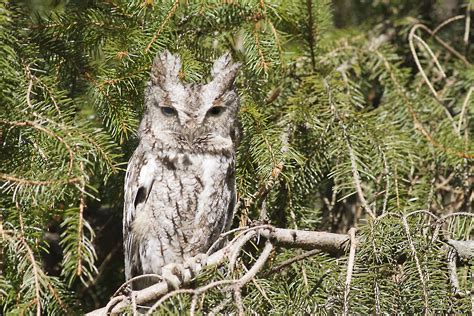 Sounds of the great horned owl. Ann Brokelman Photography: Eastern Screech Owl Feb 2012