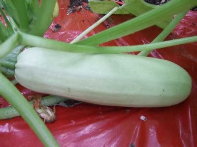 We did not find results for: How to Collect Seeds From Zucchini Squash