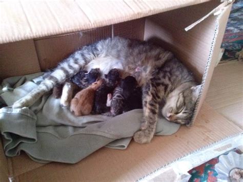 Wooden Modular Whelping Nesting Cat Birthing Box Pregnant Cat Bed
