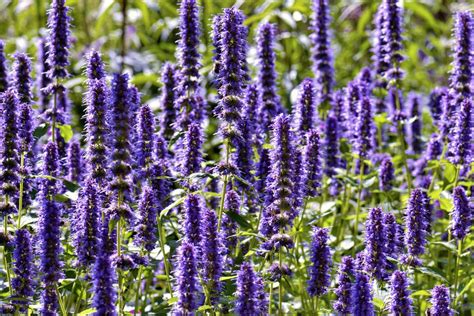 Flowers that look good together. The Best Companion Plants for Roses