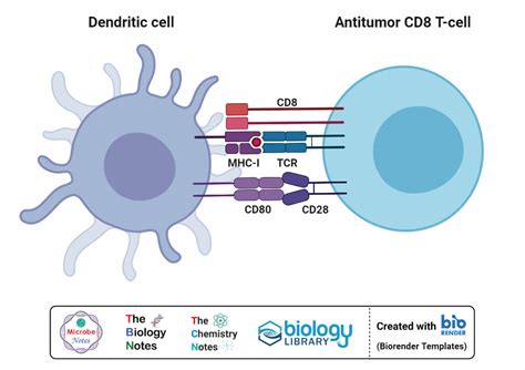 Dendritic Cells Definition Structure Immunity Types Functions