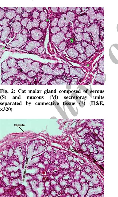 Figure 2 From Anatomical And Histological Study Of Molar Salivary Gland