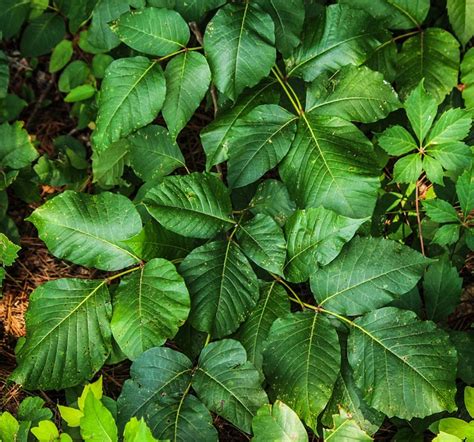 The Best Ways To Spot Poison Ivy Oak And Sumac Off The Grid News