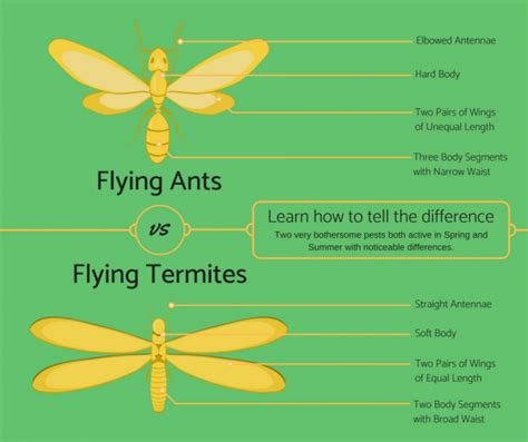 Flying Ants Vs Winged Termites Easy Ways To Tell The Difference