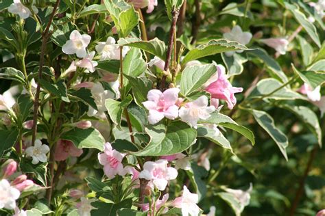 Free Images : blossom, flower, bush, botany, shrub, weigela, flowering