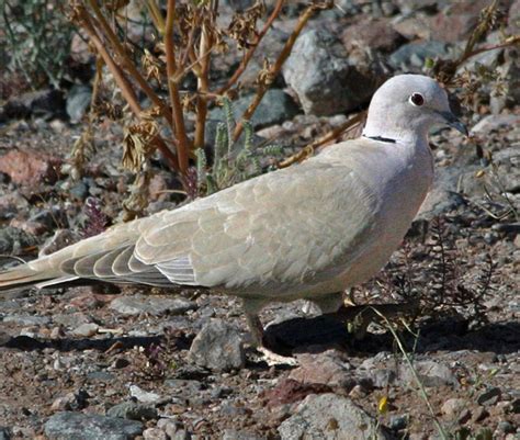 Eurasian Collared Doves In Arizona Arizona Birds