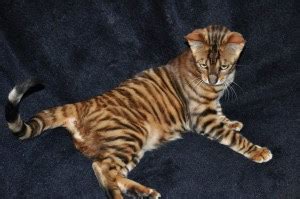 All of the toyger cats we have that are available now and looking for a forever home. Toyger Cat | Fun Animals Wiki, Videos, Pictures, Stories