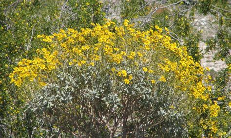 Rv Chuckles Arizona Desert Flowers