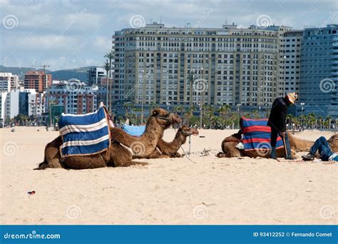 camels in the beach of tangier morocco editorial photography image of morocco africa 93412252