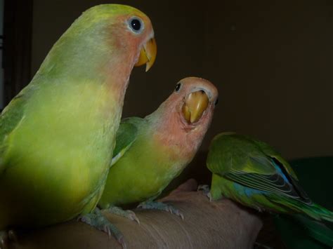 Male and female.prices start at $150 depending on the (420) mutation. Heartsong Aviary: Baby Lovebirds Playing