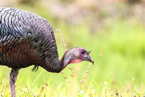 What Do Turkeys Eat Feeding Nature
