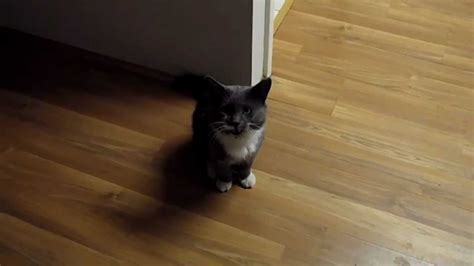 With great trepidation, and not without significant effort! Tame Feral Cat - YouTube