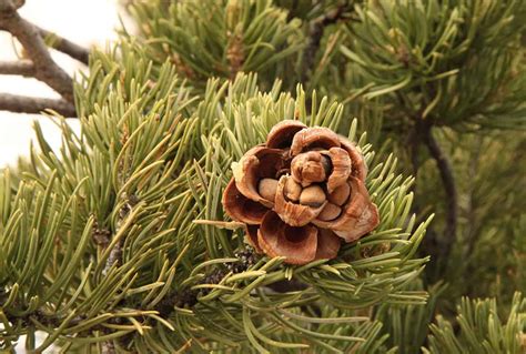 Growing Pine Nuts Planting Guide Care Problems And Harvest