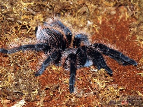 Most of the bristles are a dark brown to black, but some are golden. My Tarantism: Honduran Curly Hair Tarantula