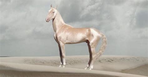 Ist das das schönste Pferd auf der Welt?