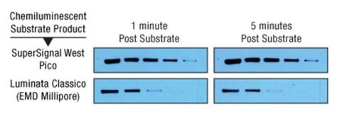 Thermo Scientific Supersignal West Pico Chemiluminescent Substrate Western Blotting Reagents