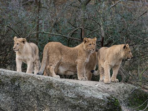 Zoo basel zoo basel logo date opened july 3, 1874 location basel, switzerland land area on march 17, 2009, zoo basel announced its intent to build switzerlands first large scale ocean aquarium. Zoo Basel - Aktuell - Aktuell im Zoo Basel - Die drei ...