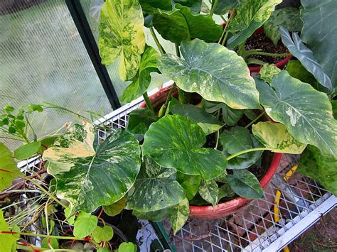 Write a review about the product alocasia lauterbachiana and win a national gardening gift voucher of £. Alocasia (Alocasia odora 'Aurea-Variegata') in the ...