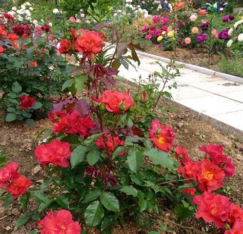 10 facts about cinco de mayo. Cinco de Mayo (Celebration Time, Wekcobeju) Tom Carruth ...