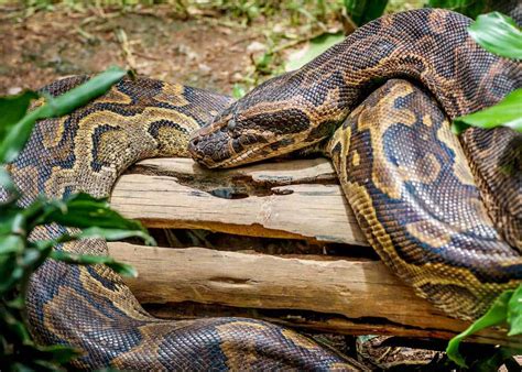 31 African Rock Python Facts Both Species Africas Largest Snake